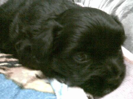 CcCc MON CHIEN cCcC